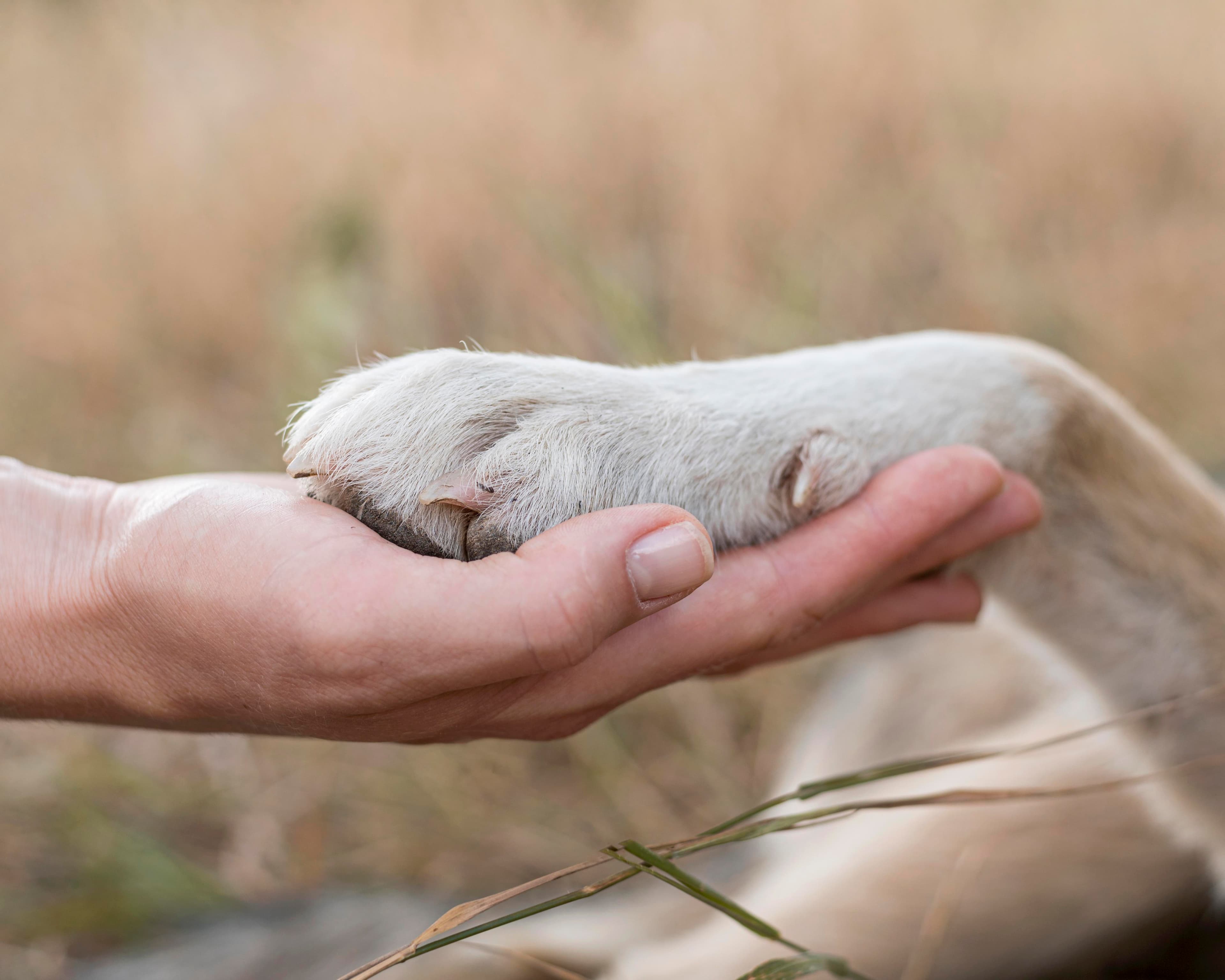 Persona sosteniendo pata de perro